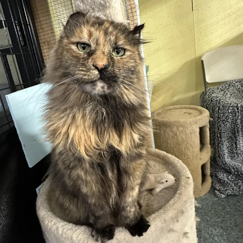 A senior medium-sized female Tortoiseshell cat named Cocoabean for adoption in Anchorage, AK