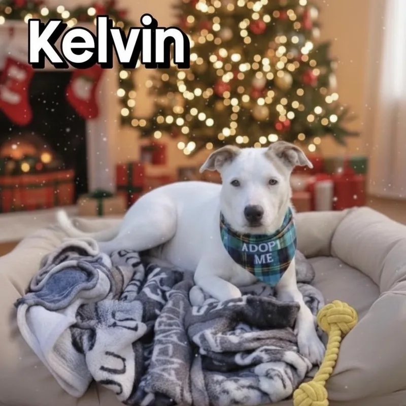 Kelvin