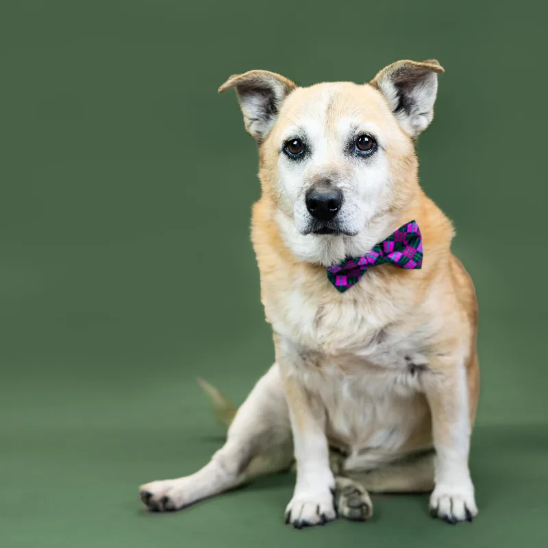 Arlo thumbnail 3