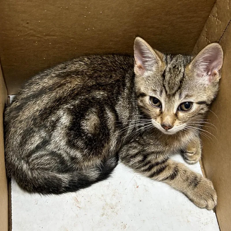 A baby small-sized male Gray / Blue / Silver Domestic Short Hair cat named Messi for adoption in Newark, NJ