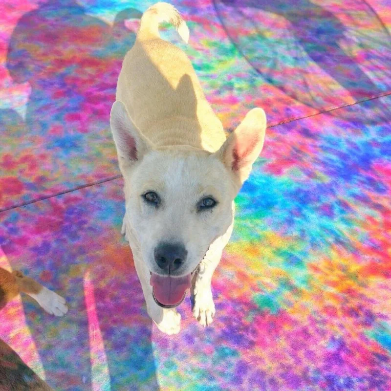 A young medium-sized female White / Cream Shepherd dog named Kennedy for adoption in San Antonio, TX