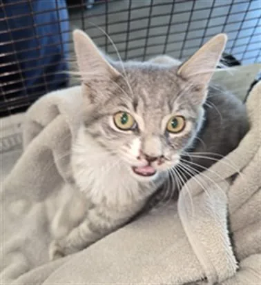 A baby small-sized female Domestic Short Hair cat named Pearl for adoption in Chatsworth, CA
