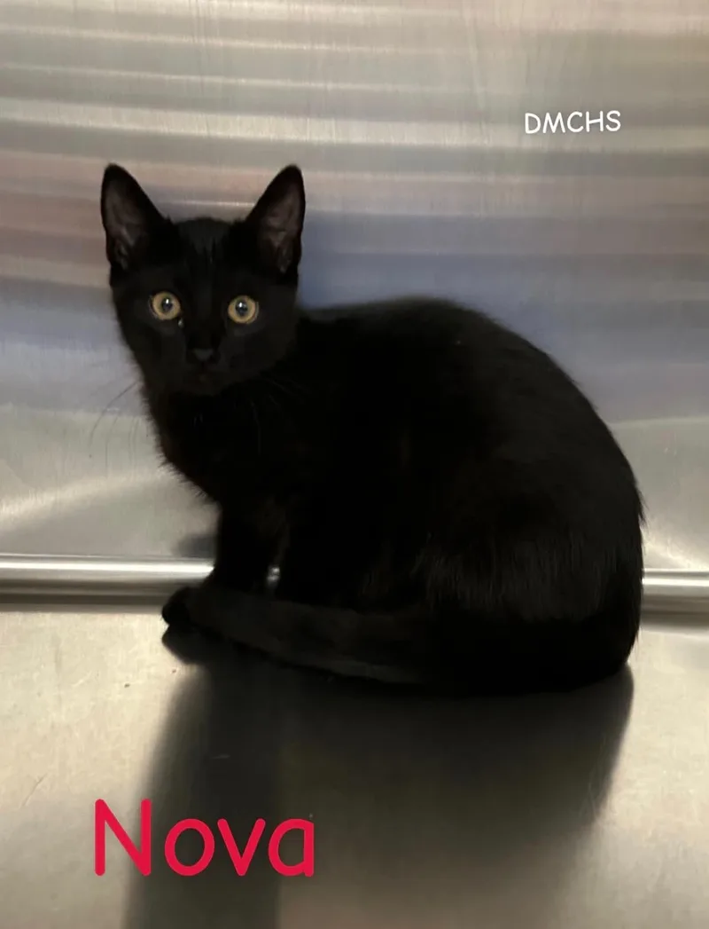 A baby small-sized female Black Domestic Short Hair cat named Nova for adoption in Burlington, IA