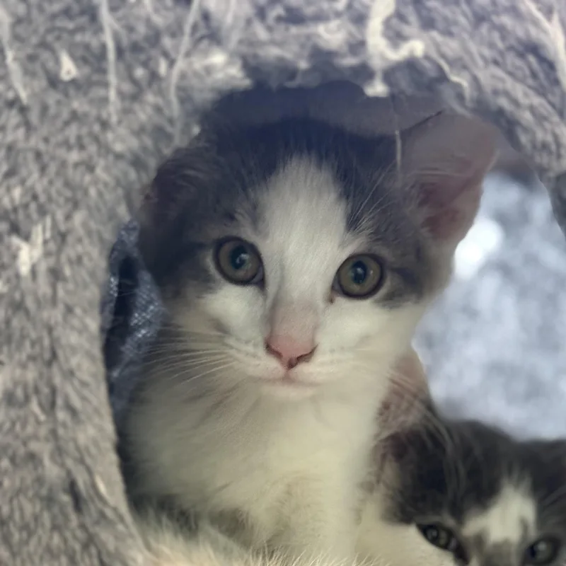 A baby small-sized male Domestic Short Hair cat named Atari for adoption in Milwaukee, WI