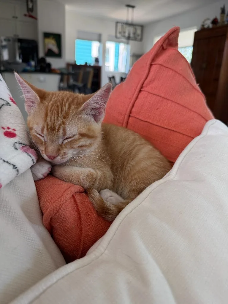 A baby medium-sized male Domestic Short Hair cat named Stetson for adoption in Salt Lake City, UT