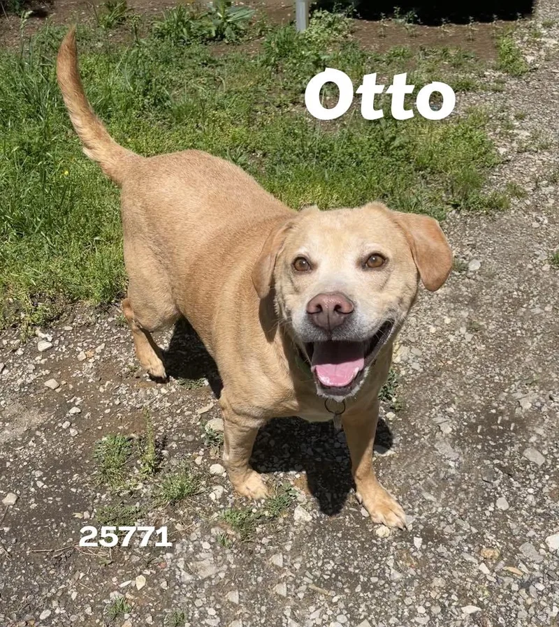 An adult large-sized male Labrador Retriever dog named Otto for adoption in Oak Ridge, TN
