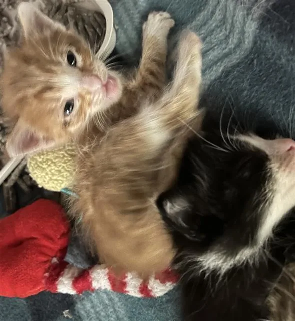 A baby small-sized male Domestic Short Hair cat named Debby for adoption in Dallas, TX
