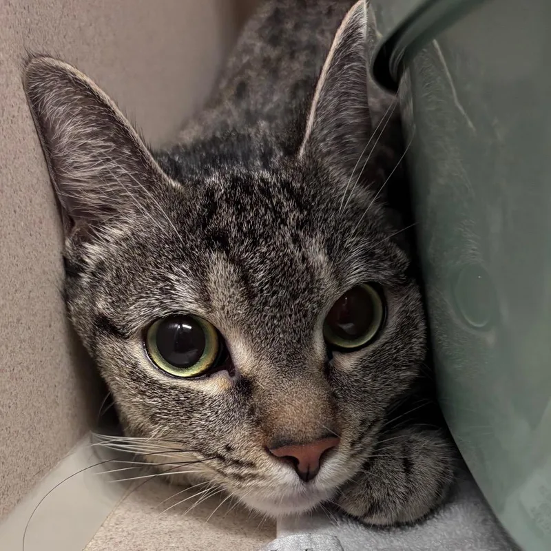 An adult medium-sized female Gray / Blue / Silver Domestic Short Hair cat named Zoey for adoption in Providence, RI