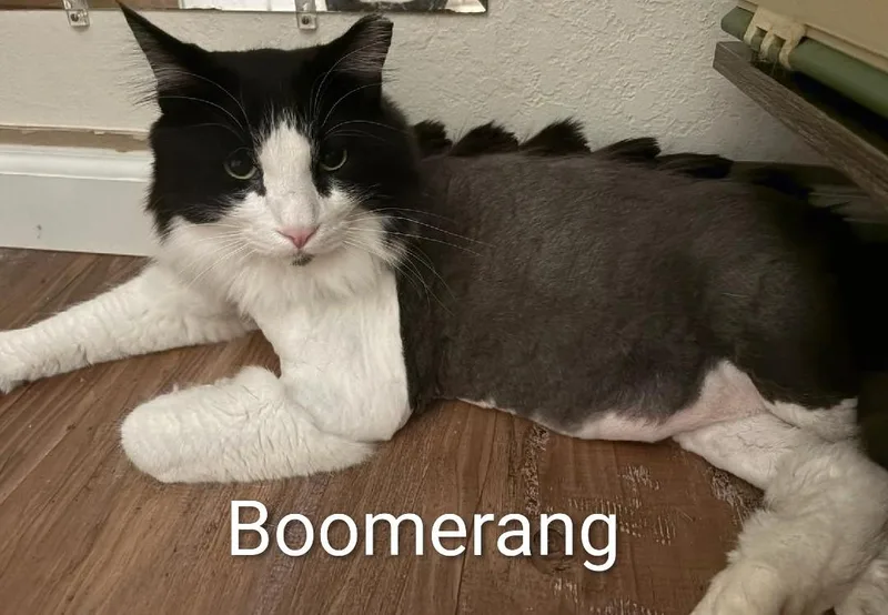 An adult large-sized male Domestic Long Hair cat named Boomerang and Puff n' for adoption in Reno, NV