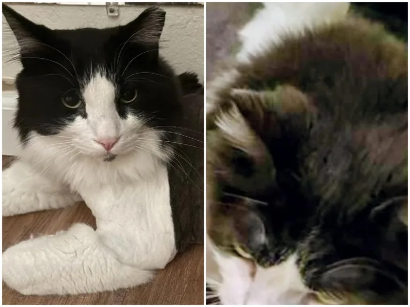 Boomerang and Puff n' thumbnail 4