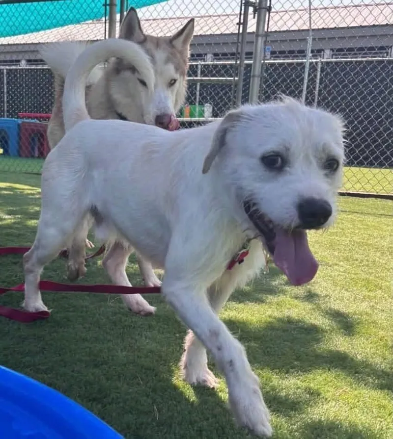 A young medium-sized male Terrier dog named Jamie for adoption in Windsor, CO