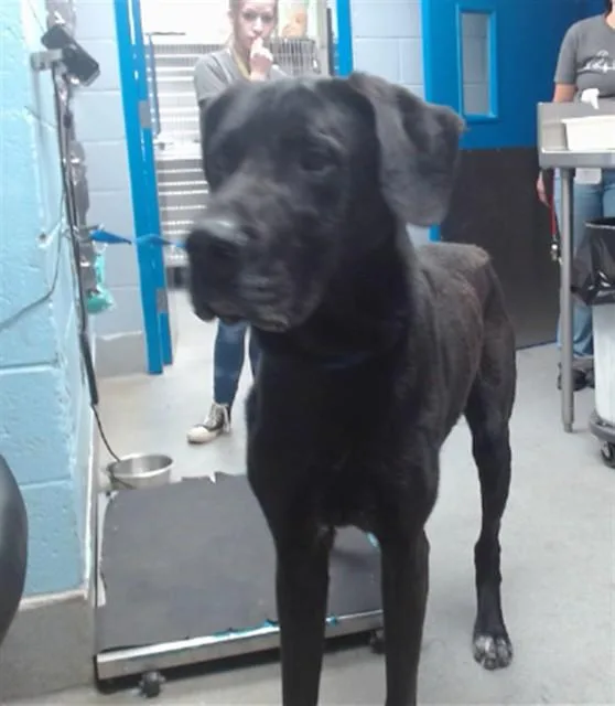 An adult medium-sized male Great Dane dog named Grimm for adoption in Albuquerque, NM