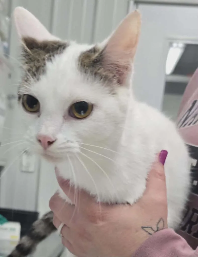 A young medium-sized female Domestic Short Hair cat named Doppity for adoption in Hillsdale, IN