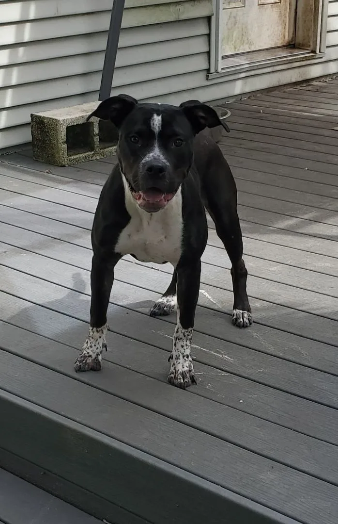 Loochi  Please Read thumbnail 5