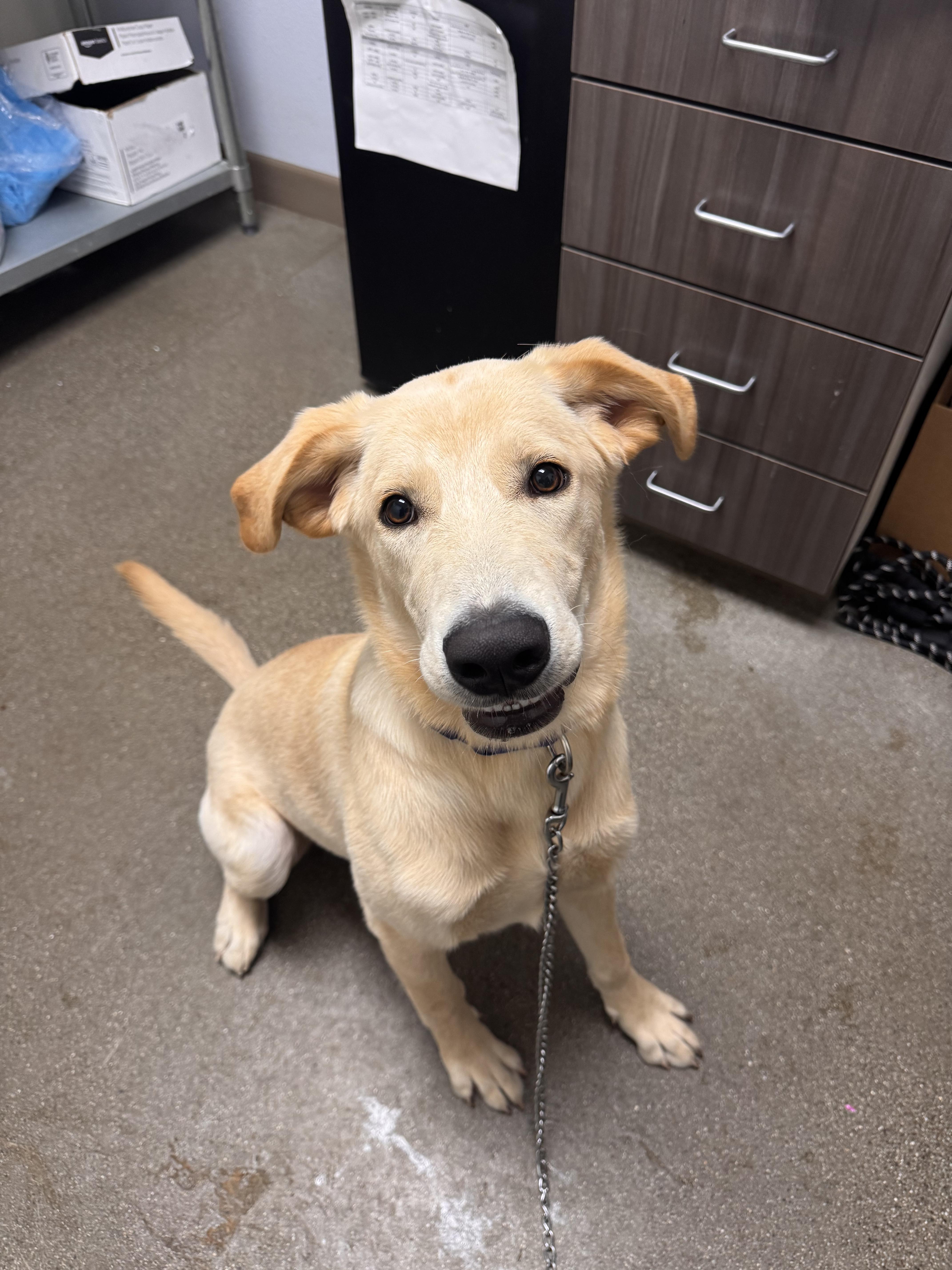 A young large-sized male Labrador Retriever dog named Banks for adoption in Chico, CA