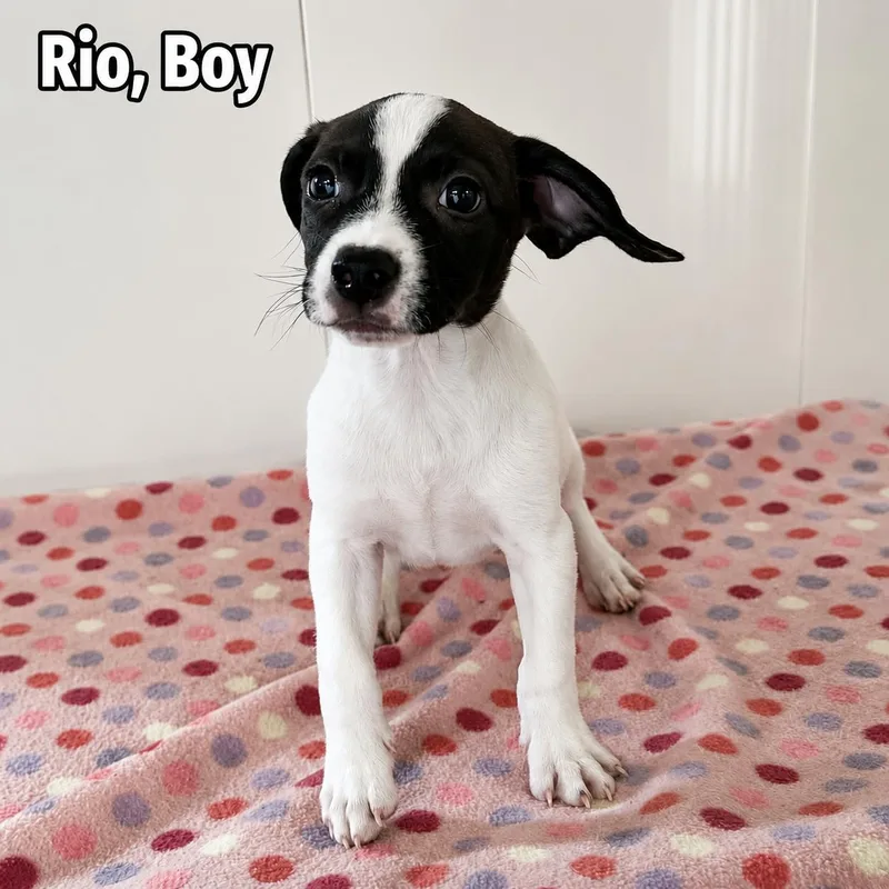 A baby medium-sized female Labrador Retriever dog named Rio for adoption in Carmel, NY