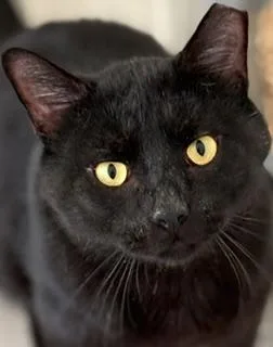 An adult large-sized male Black Domestic Short Hair cat named Martin for adoption in Philadelphia, PA