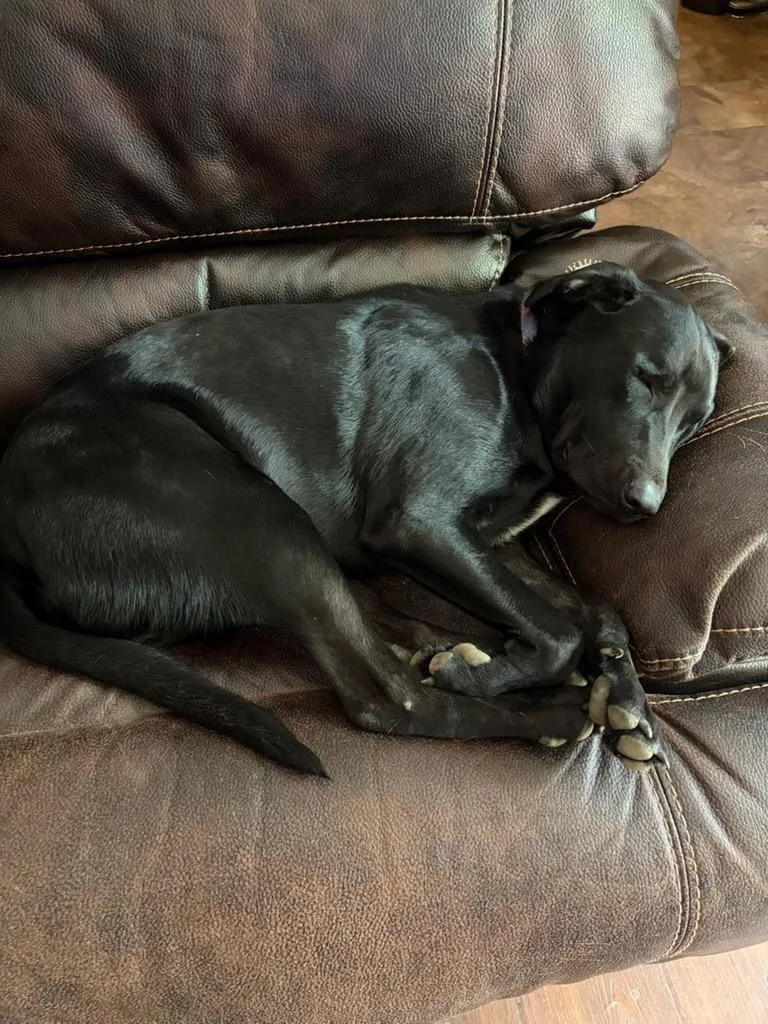 An adult large-sized male Black Labrador Retriever dog named Zippo for adoption in Melbourne, AR