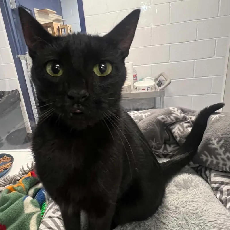 An adult medium-sized female Black Domestic Short Hair cat named Regan for adoption in Hampton Bays, NY