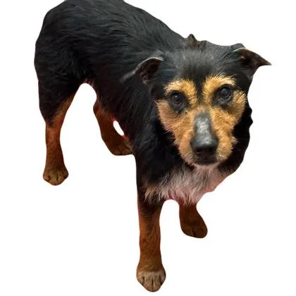 An adult medium-sized male Airedale Terrier dog named Kingston for adoption in Red Bluff, CA