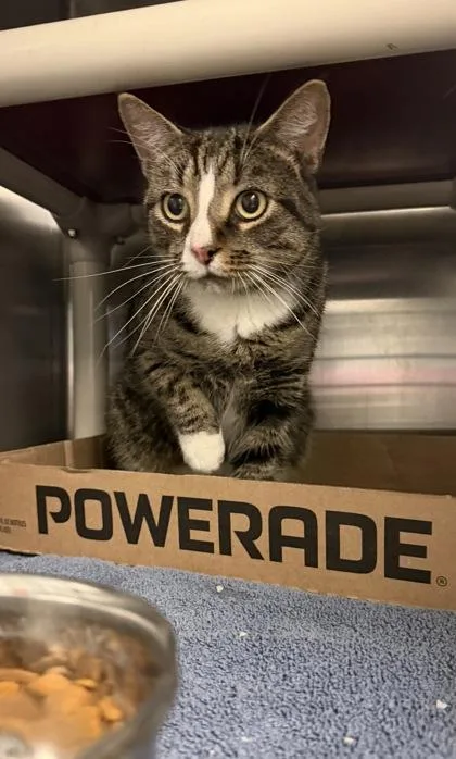 An adult medium-sized male Domestic Short Hair cat named Roz for adoption in Fallston, MD