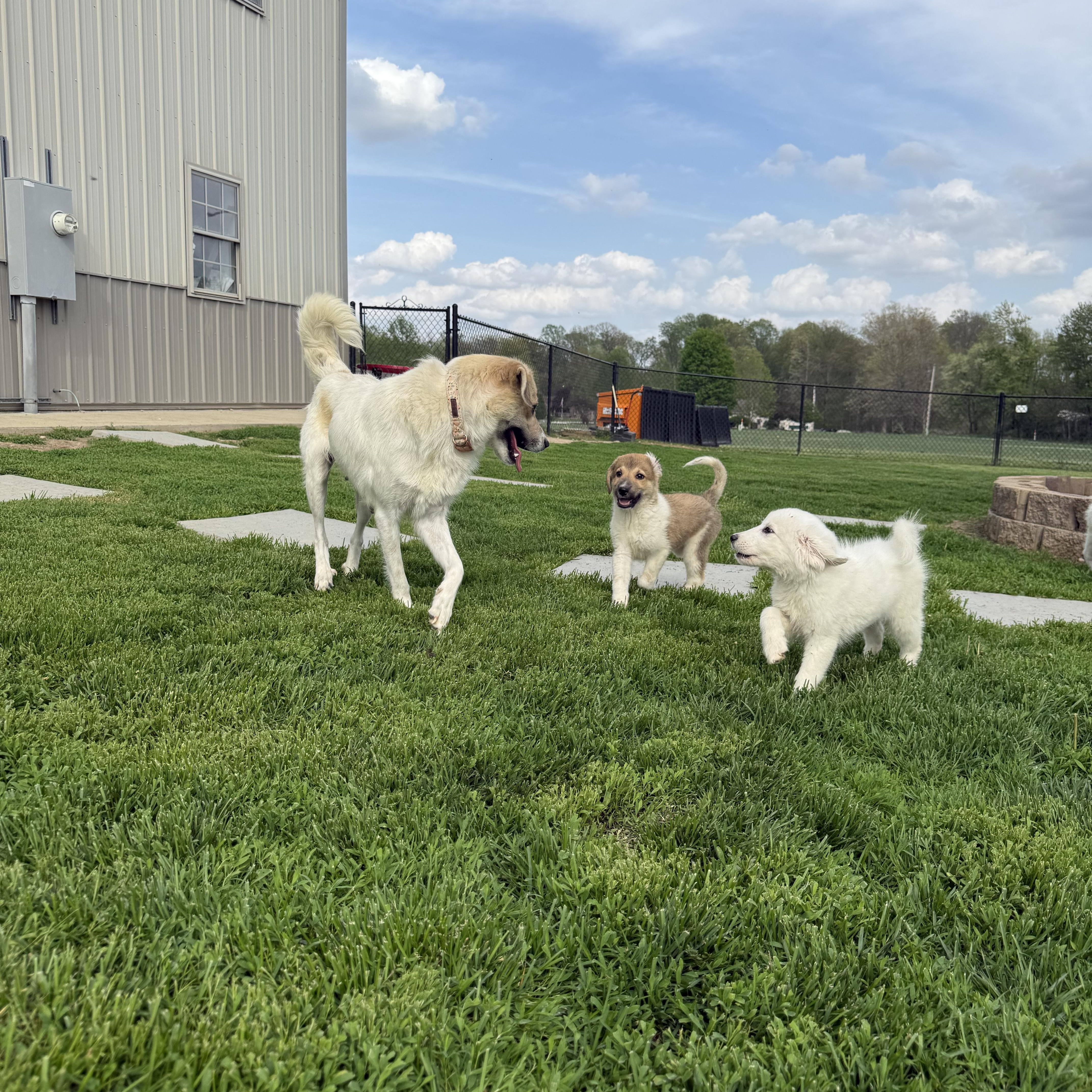 Doc happy bashful dopey thumbnail 3