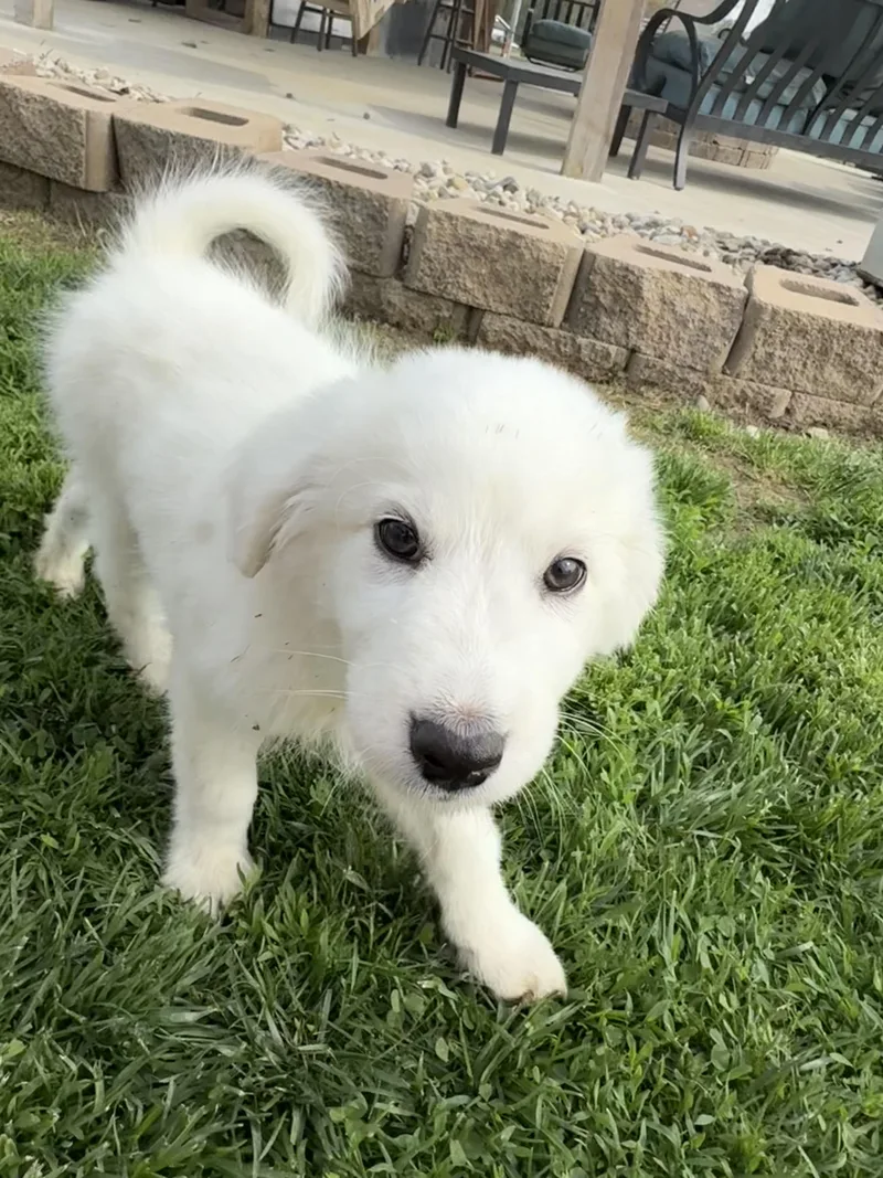 Doc happy bashful dopey thumbnail 6