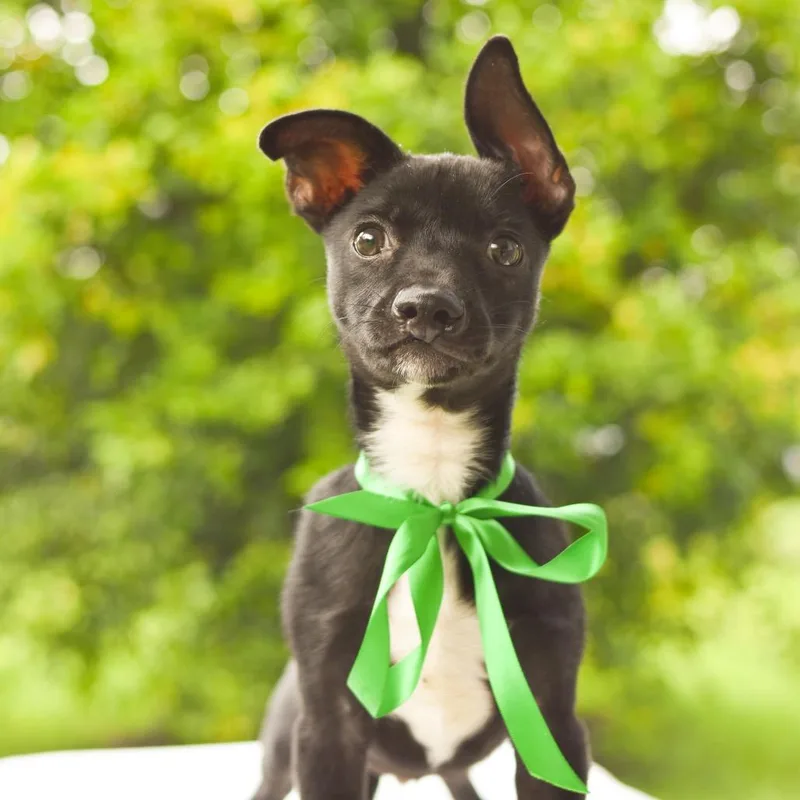 A baby small-sized male Mixed Breed dog named Gumby for adoption in Kailua Kona, HI