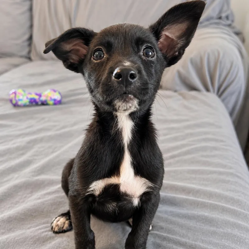 A baby small-sized female Black Chihuahua dog named Ginger Spice for adoption in Baldwin, MD
