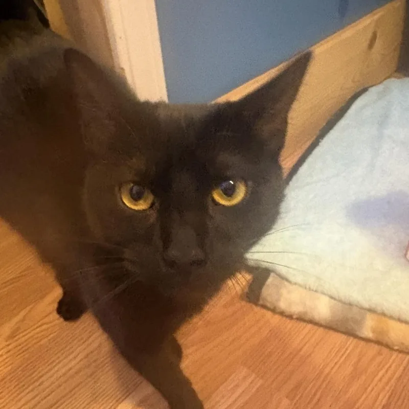 An adult small-sized female Black Domestic Short Hair cat named Tiana for adoption in Johnstown, PA