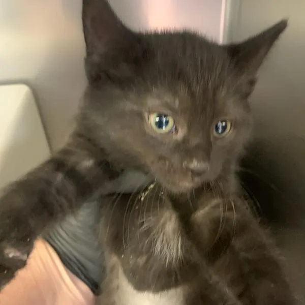 A baby small-sized female Black Domestic Short Hair cat named Silver Surfer for adoption in Baltimore, MD