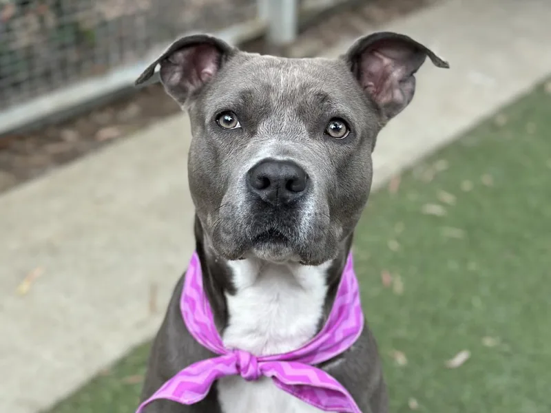 An adult medium-sized female Staffordshire Bull Terrier dog named Sky for adoption in San Pedro, CA