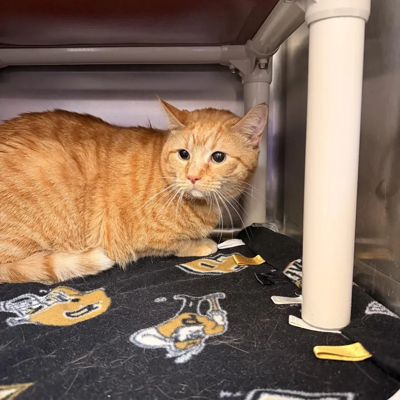 An adult extra large-sized male Orange / Red Domestic Short Hair cat named Biscuit for adoption in Indianapolis, IN
