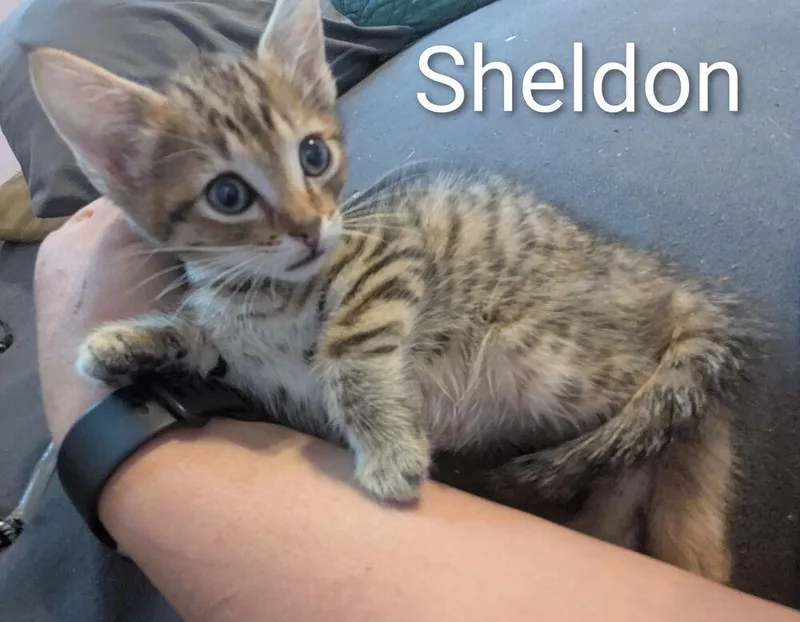 Sheldon thumbnail 2