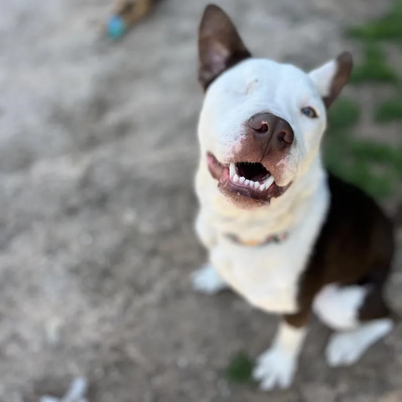 An adult medium-sized male Brown / Chocolate Pit Bull Terrier dog named Bruiser for adoption in Dallas, TX