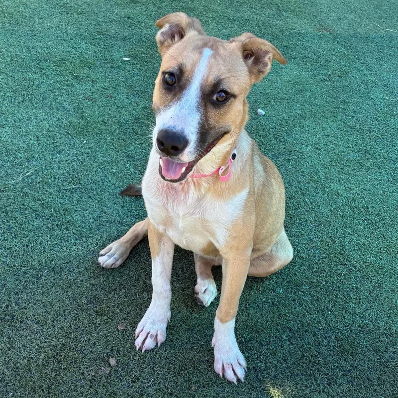 A young medium-sized female Yellow / Tan / Blond / Fawn Mixed Breed dog named Ella for adoption in Memphis, TN