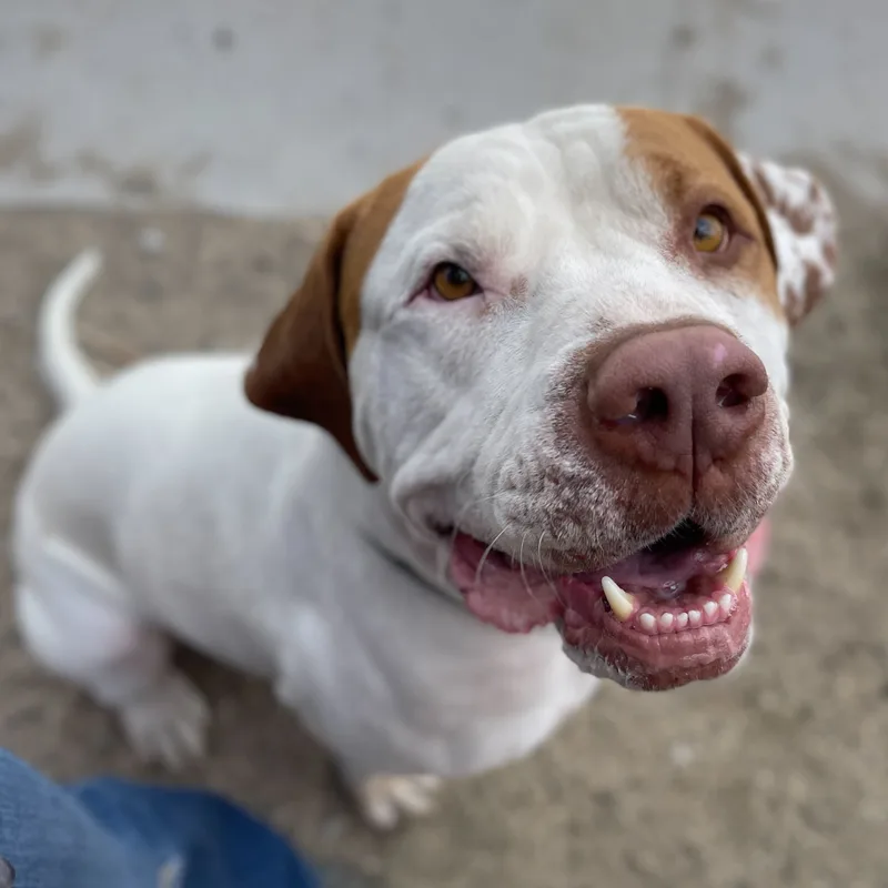 An adult extra large-sized male White / Cream Mastiff dog named Barret for adoption in Washoe Valley, NV