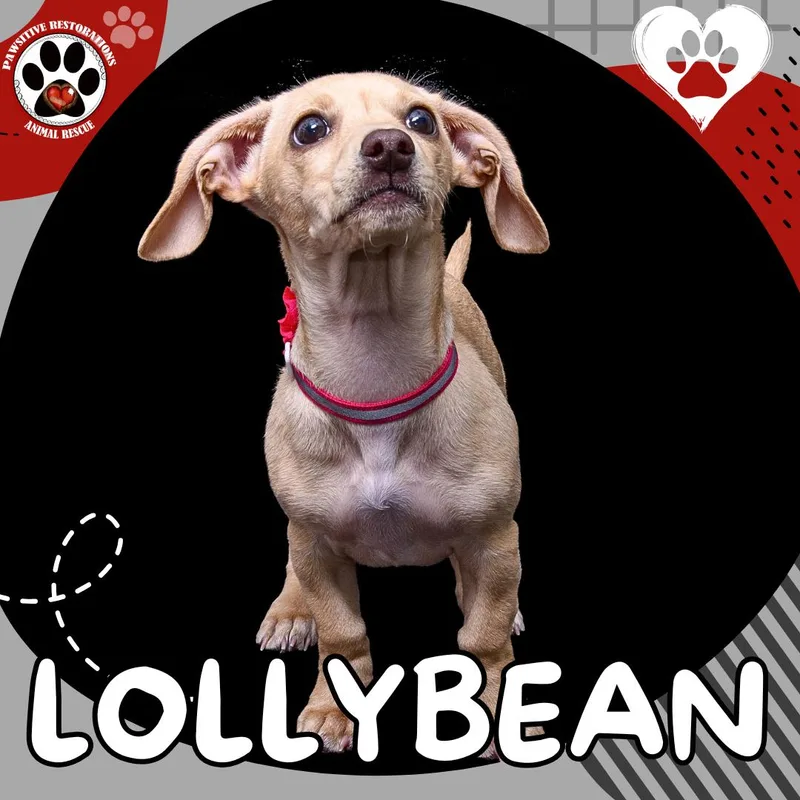 A baby small-sized female Yellow / Tan / Blond / Fawn Miniature Dachshund dog named Lollybean for adoption in Aurora, CO