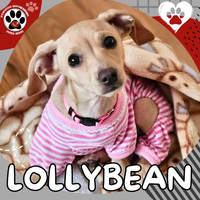Lollybean thumbnail 3