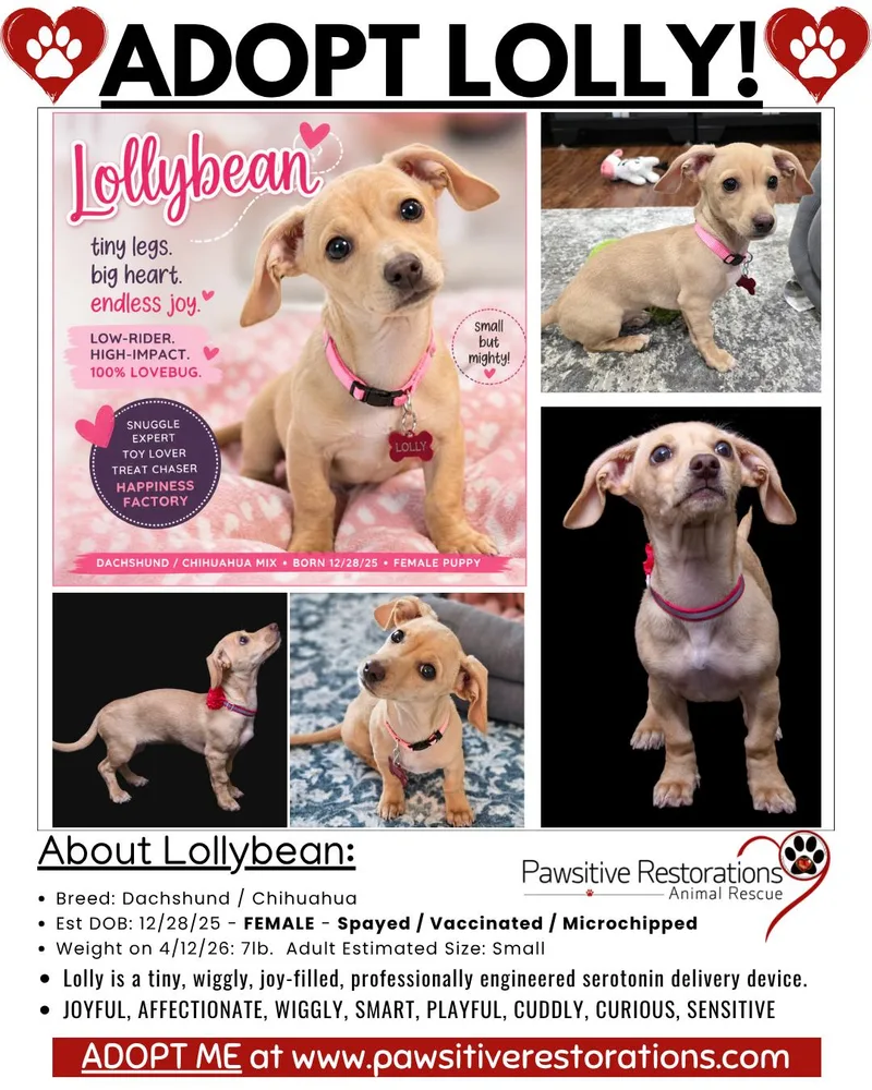 Lollybean thumbnail 4