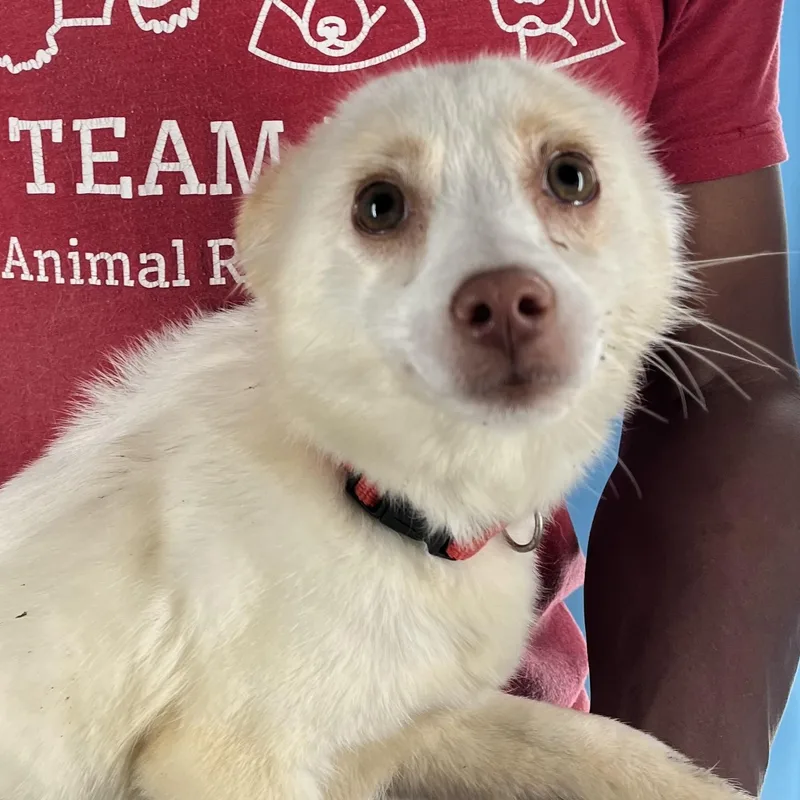 Caspin  Local April thumbnail 3