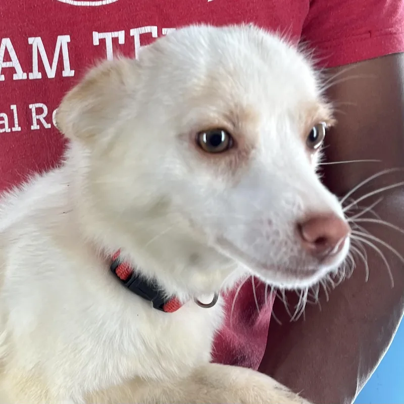 Caspin  Local April thumbnail 4