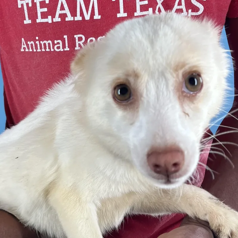 Caspin  Local April thumbnail 6