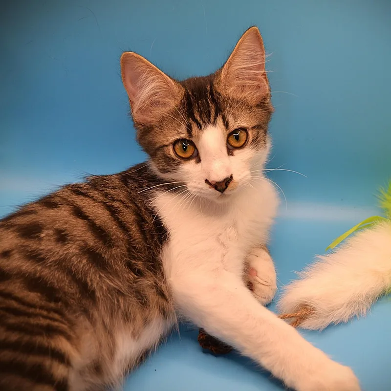 A baby medium-sized male Tabby (Brown / Chocolate) Domestic Medium Hair cat named Jimmy II for adoption in Houston, TX