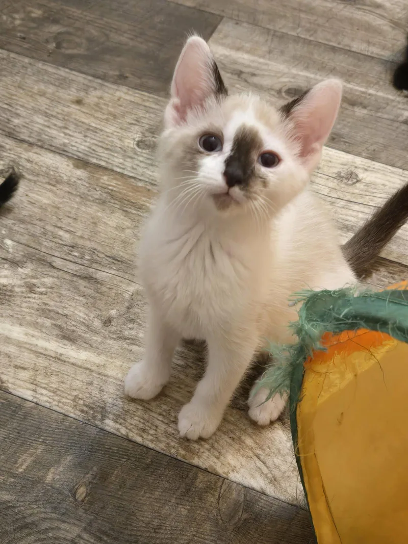 A baby small-sized female Buff / Tan / Fawn Domestic Short Hair cat named Reenie for adoption in Walled Lake, MI