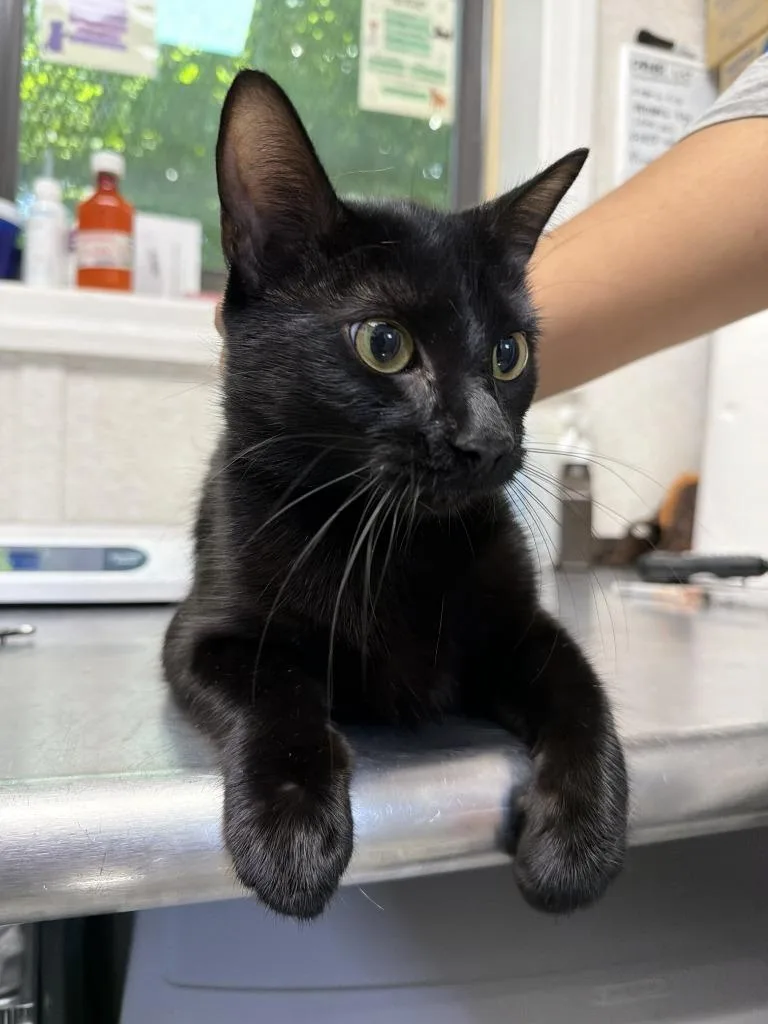 A young medium-sized female Domestic Short Hair cat named Gilda for adoption in Pomona, NY