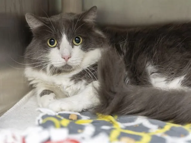 A young large-sized male Domestic Medium Hair cat named Buddy for adoption in Phoenix, AZ