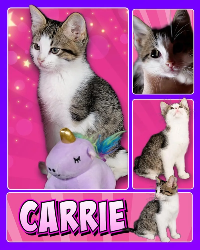 A baby small-sized female Domestic Short Hair cat named Carrie for adoption in Fremont, NE