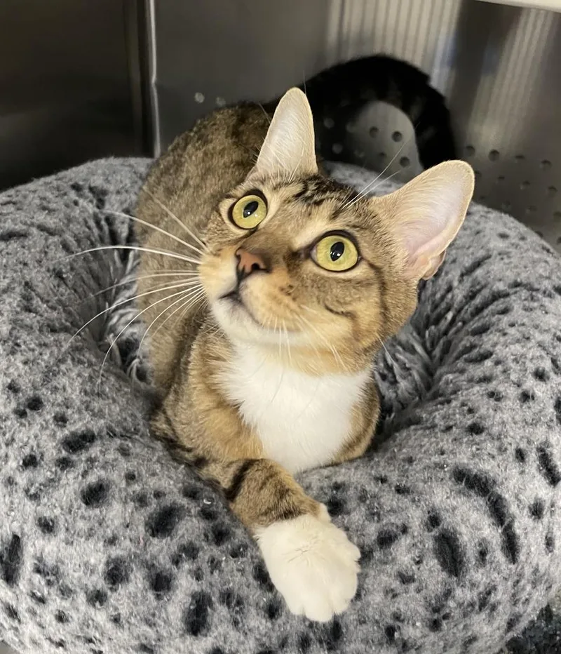 An adult medium-sized female Domestic Short Hair cat named Mama Chloe for adoption in Jackson, MI