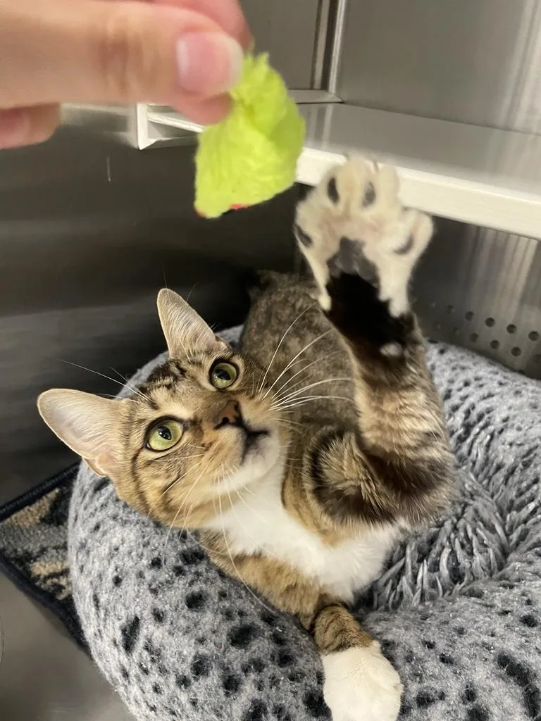Mama Chloe thumbnail 6